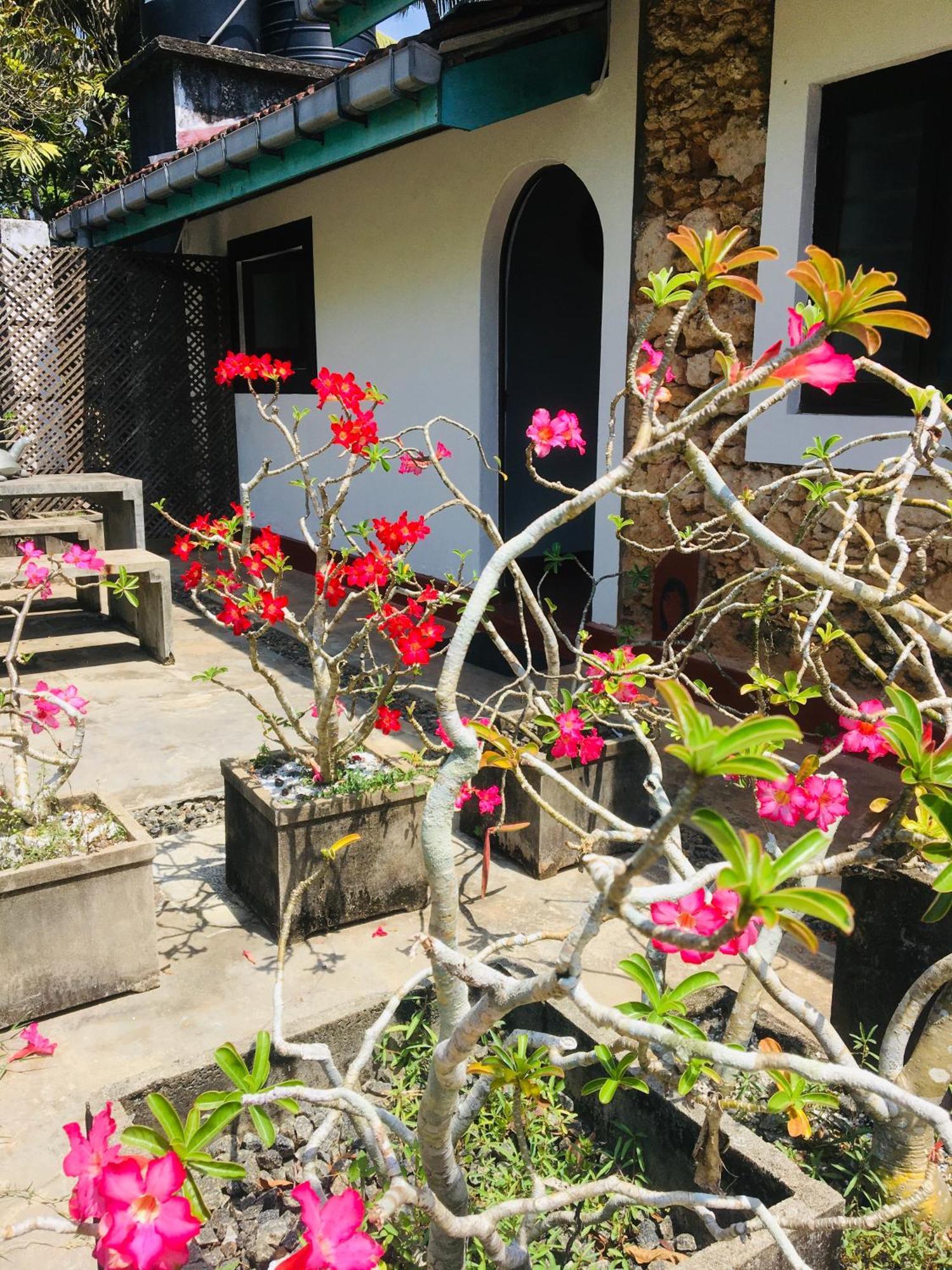 Turtle Eco Beach Matara Exterior photo
